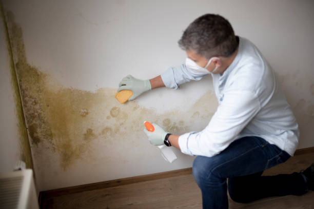 Mold Remediation for Rental Properties in Bromley, KY